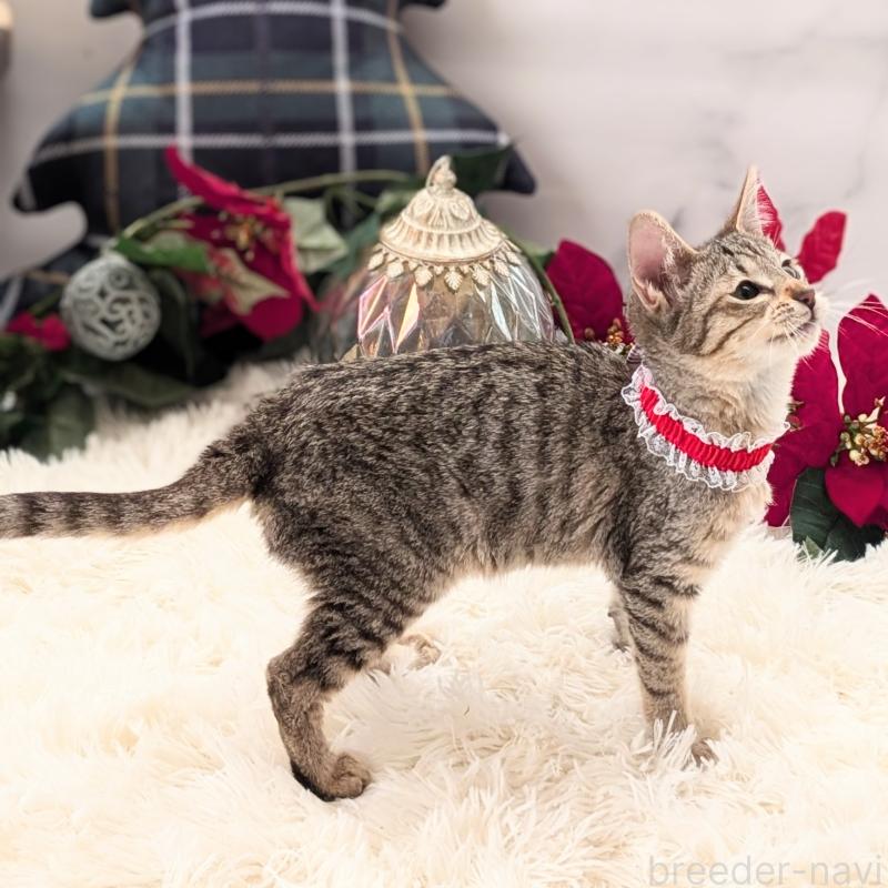 成約済の愛知県のミックス-132263の5枚目