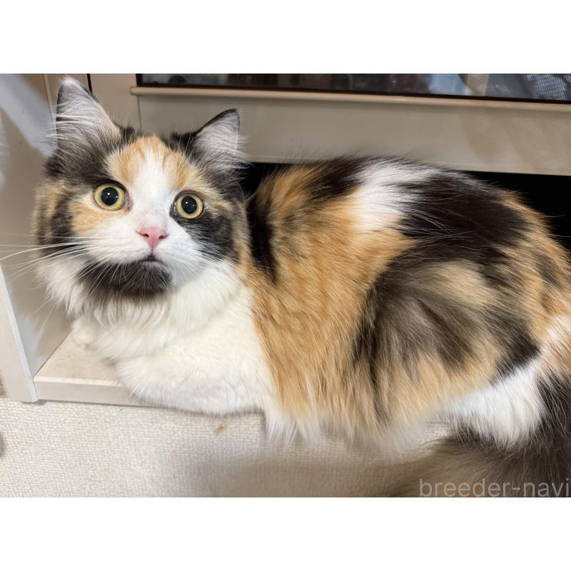 販売中の栃木県のミヌエット-126533の2枚目