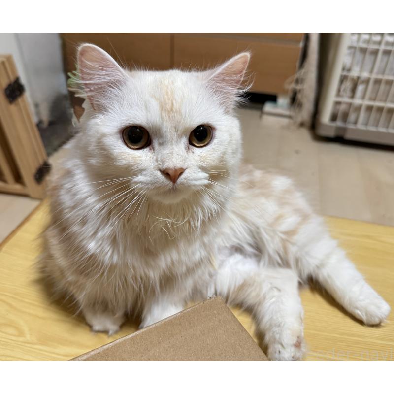 販売中の栃木県のミヌエット(短足)-118766