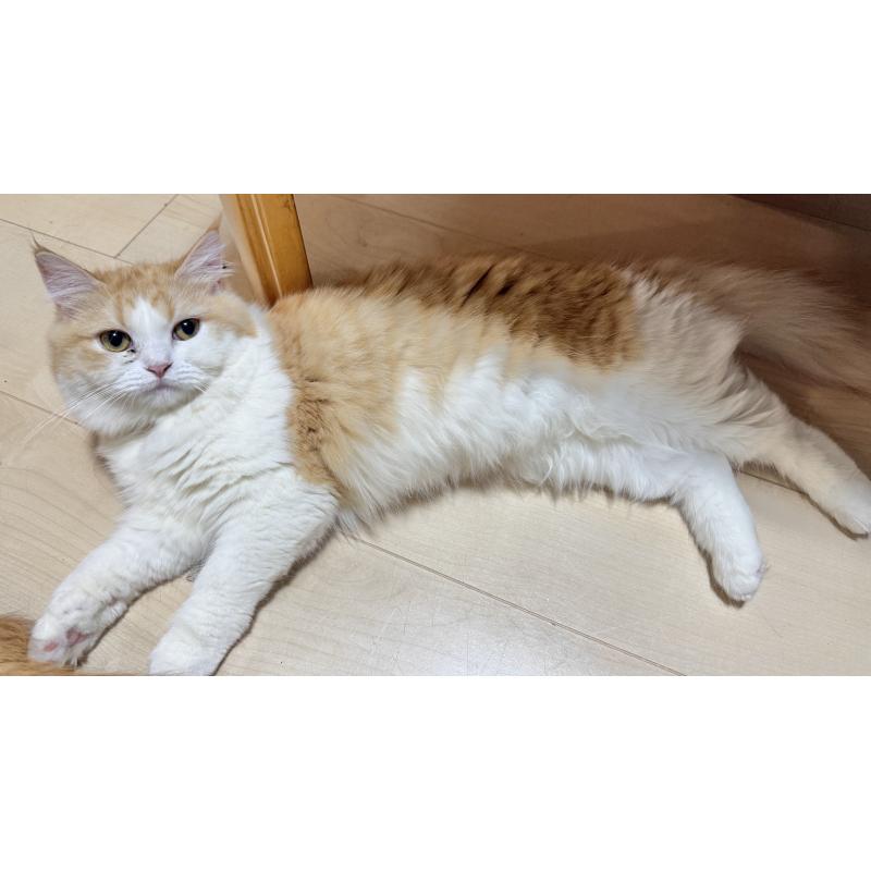 販売中の栃木県のミヌエット-129046