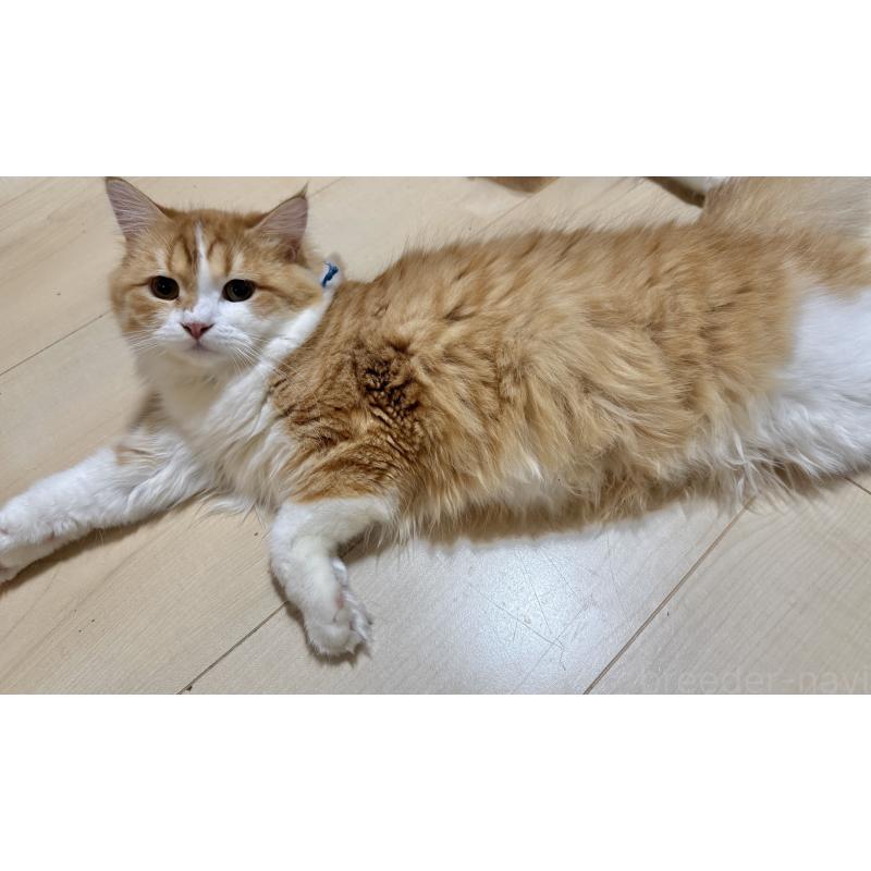 販売中の栃木県のミヌエット-124766