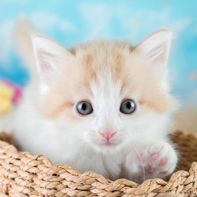 販売中の茨城県のノルウェージャンフォレストキャット-134212の1枚目