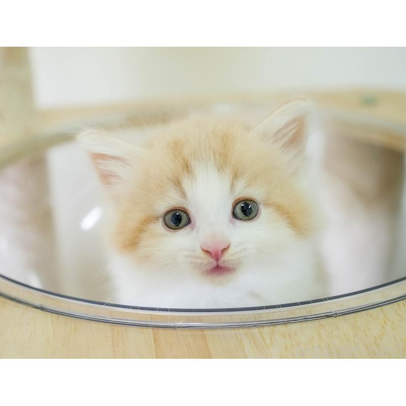 販売中の茨城県のノルウェージャンフォレストキャット-134212の10枚目