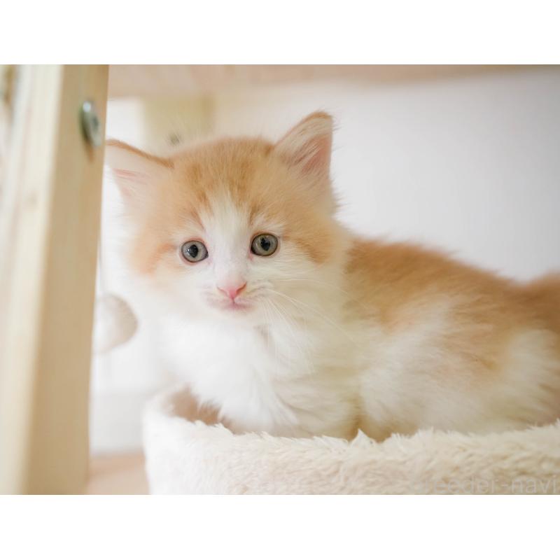 販売中の茨城県のノルウェージャンフォレストキャット-134212の9枚目