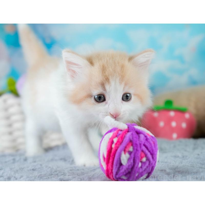 販売中の茨城県のノルウェージャンフォレストキャット-134212の8枚目