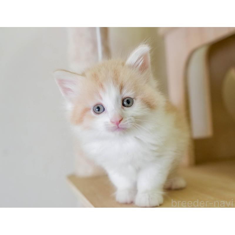 販売中の茨城県のノルウェージャンフォレストキャット-134212の7枚目