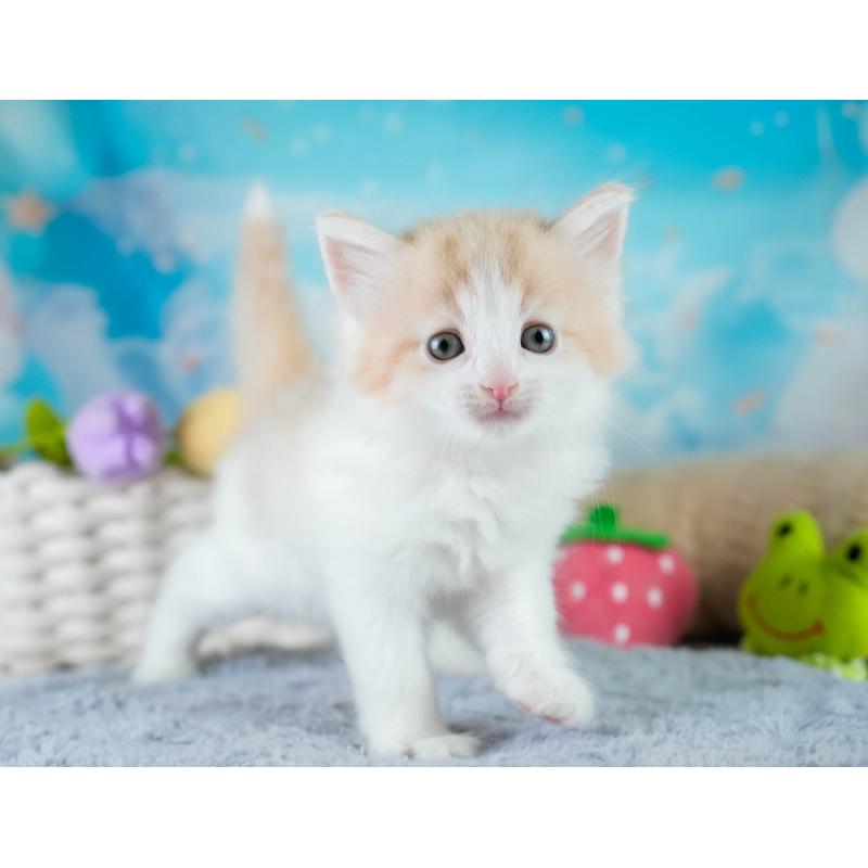 販売中の茨城県のノルウェージャンフォレストキャット-134212の6枚目