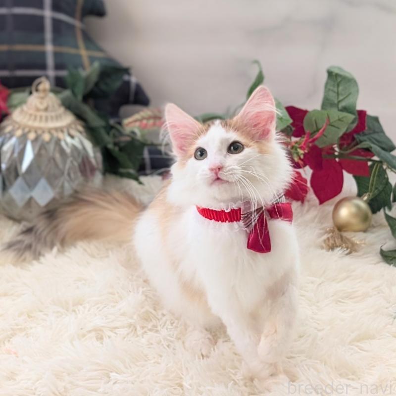 成約済の愛知県のノルウェージャンフォレストキャット-133752の3枚目