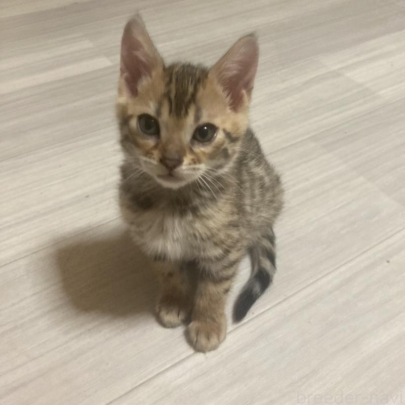 販売中の福岡県のベンガル-133828の1枚目