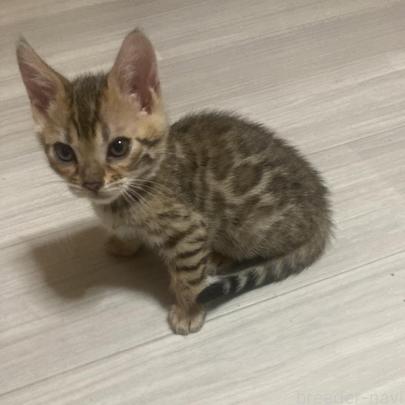 販売中の福岡県のベンガル-133828の10枚目