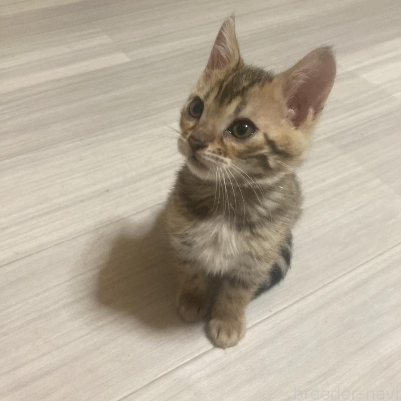 販売中の福岡県のベンガル-133828の9枚目