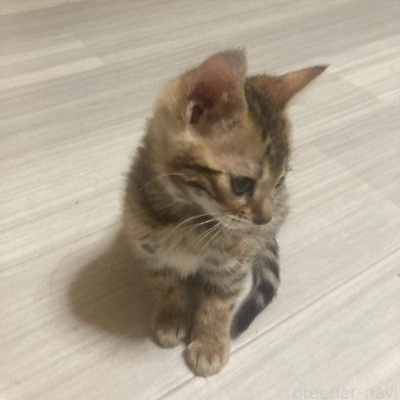 販売中の福岡県のベンガル-133828の8枚目