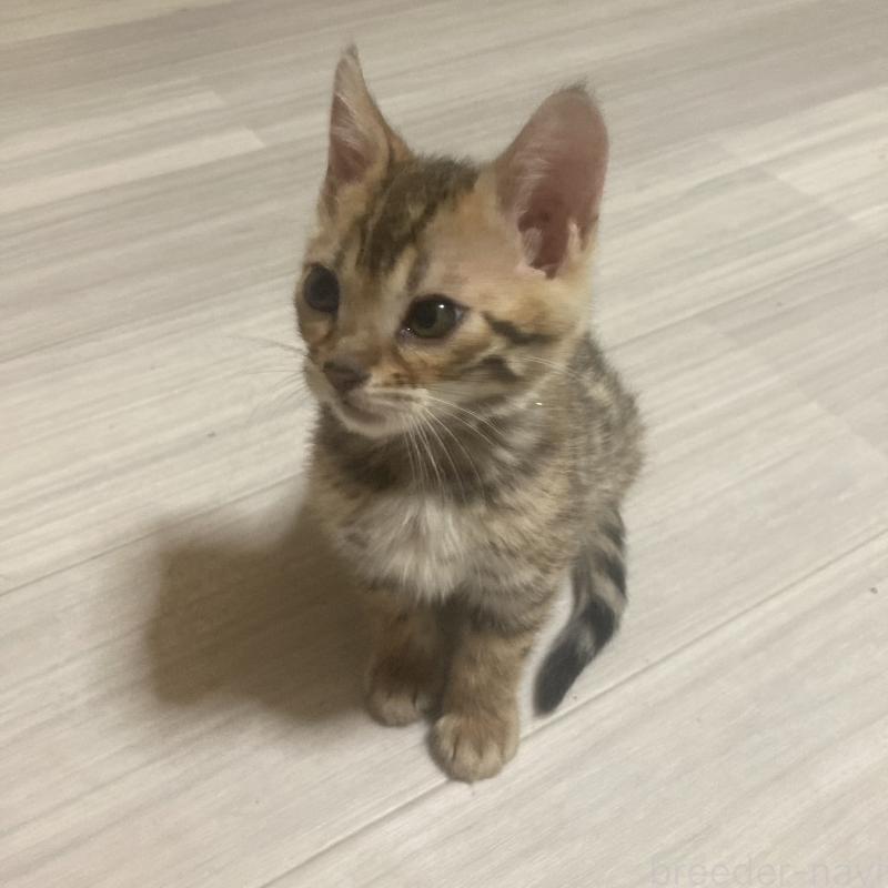 販売中の福岡県のベンガル-133828の7枚目