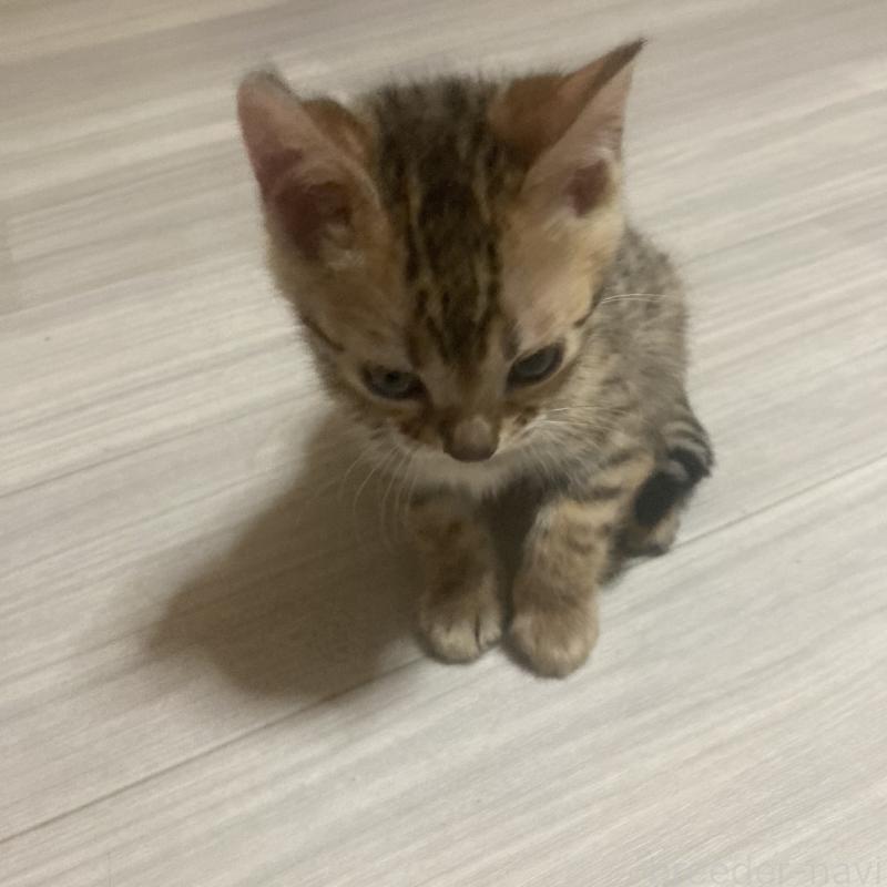 販売中の福岡県のベンガル-133828の6枚目