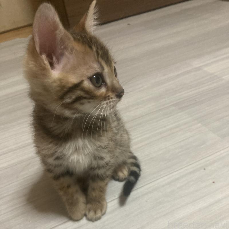 販売中の福岡県のベンガル-133828の5枚目