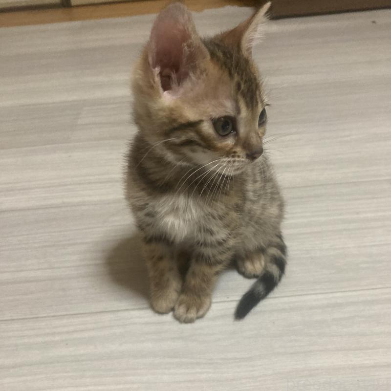 販売中の福岡県のベンガル-133828の4枚目