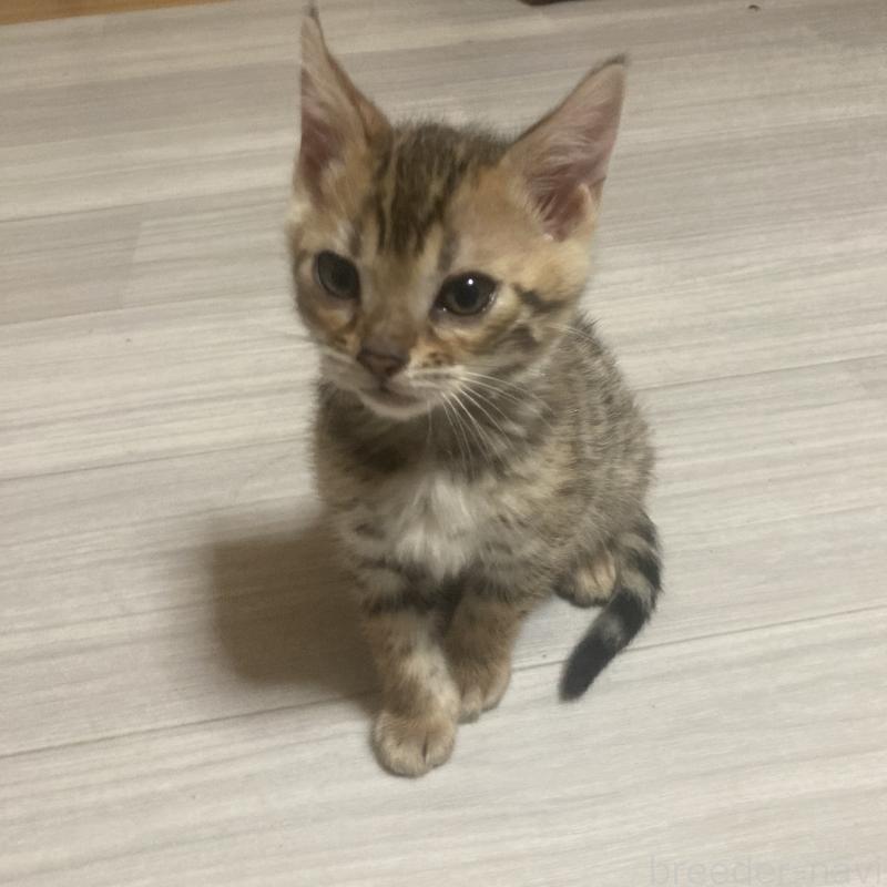 販売中の福岡県のベンガル-133828の3枚目