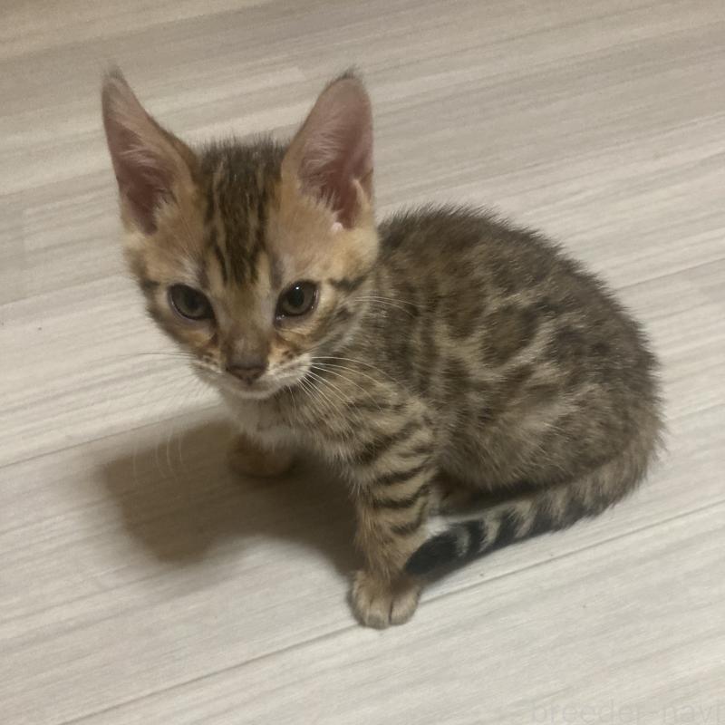 販売中の福岡県のベンガル-133828の2枚目