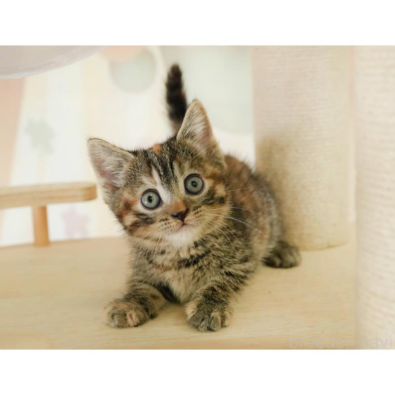 販売中の茨城県のマンチカン-133912の8枚目