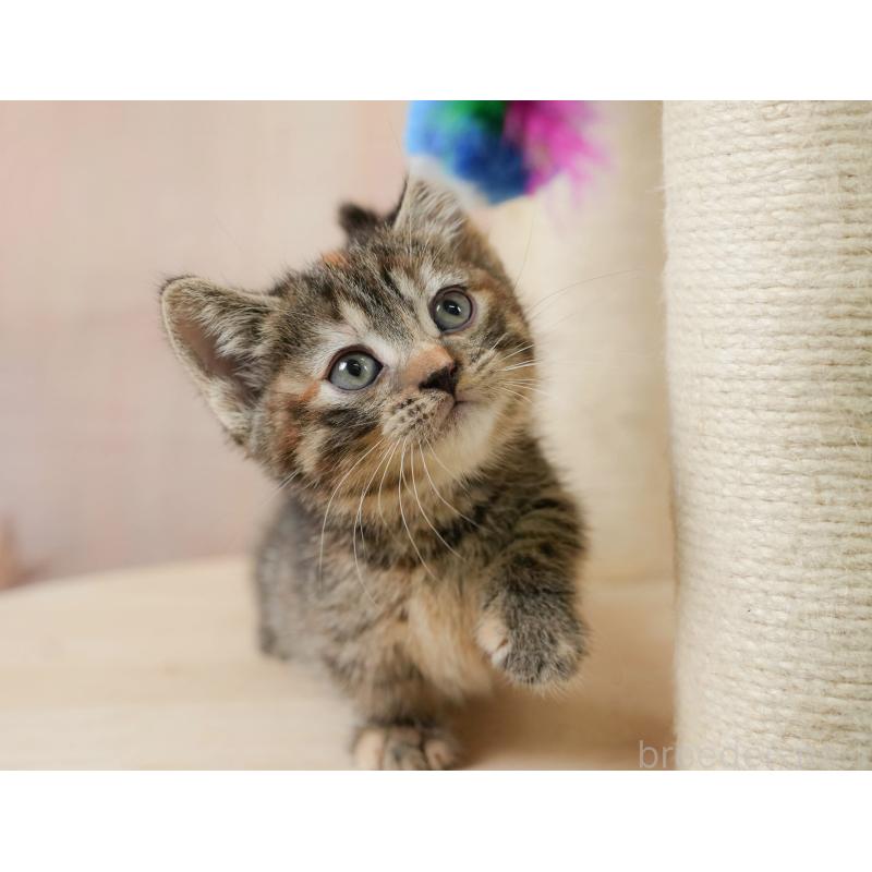 販売中の茨城県のマンチカン-133912の7枚目