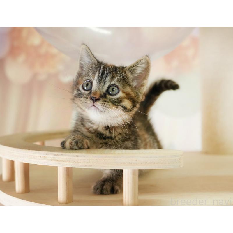 販売中の茨城県のマンチカン-133912の6枚目