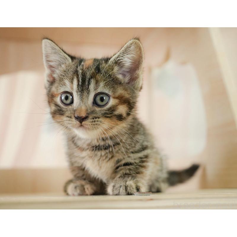 販売中の茨城県のマンチカン-133912の5枚目