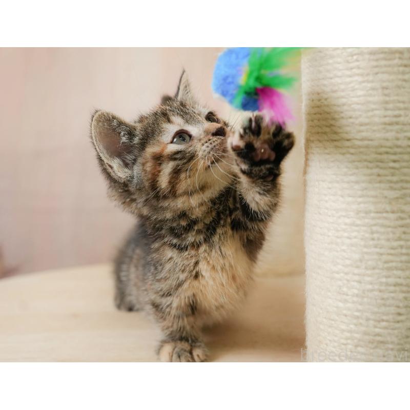 販売中の茨城県のマンチカン-133912の4枚目