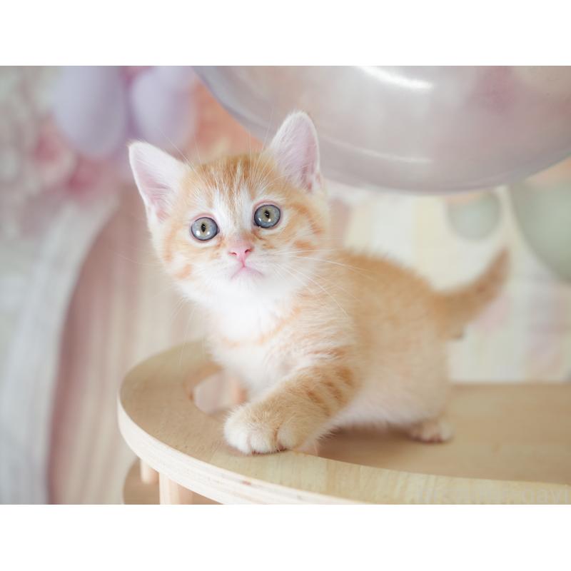 商談中の茨城県のマンチカン-133909の8枚目