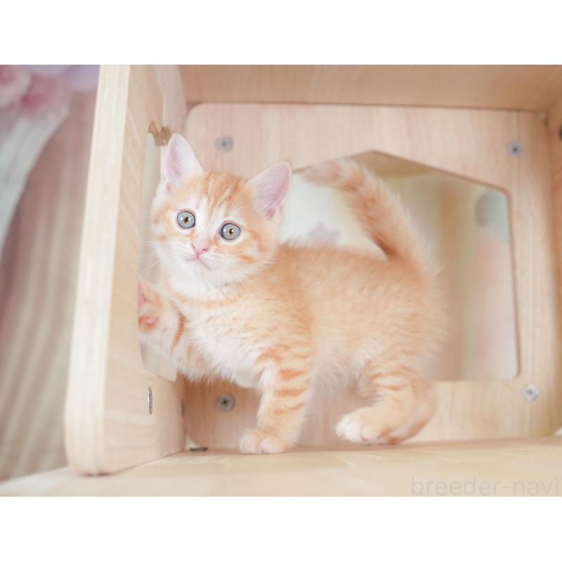 商談中の茨城県のマンチカン-133909の7枚目