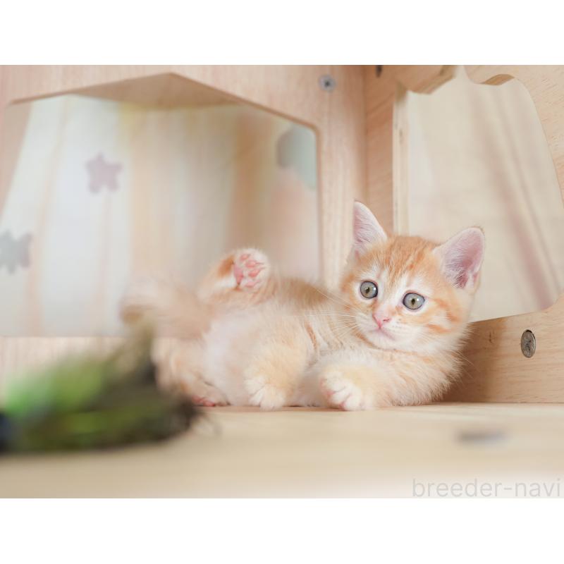 商談中の茨城県のマンチカン-133909の6枚目