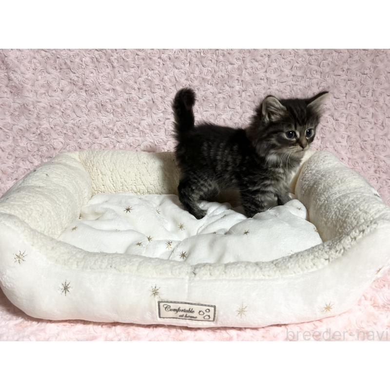 販売中の山口県のノルウェージャンフォレストキャット-133829の6枚目