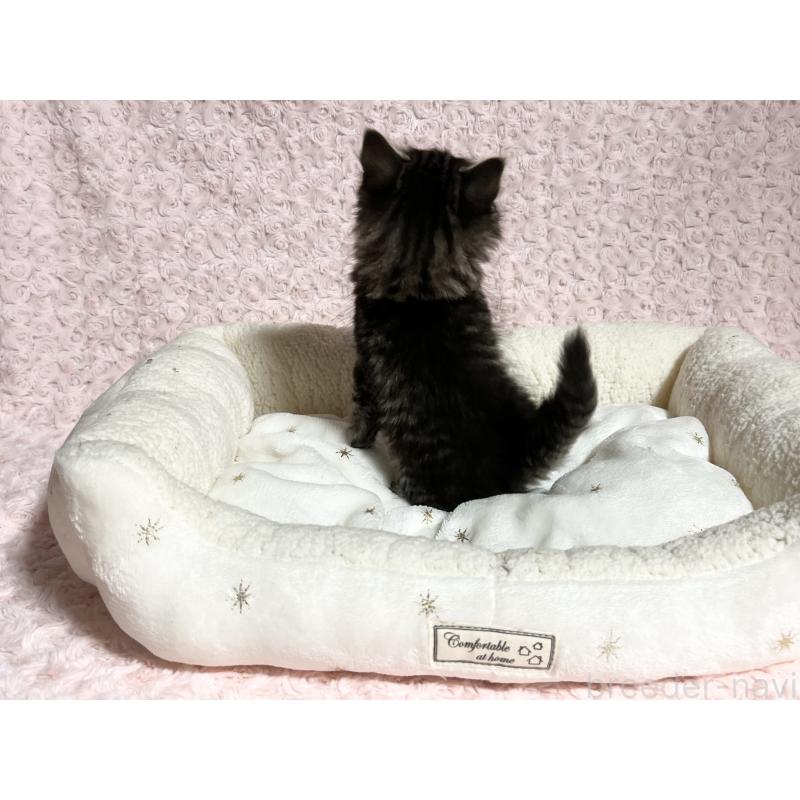 販売中の山口県のノルウェージャンフォレストキャット-133829の5枚目