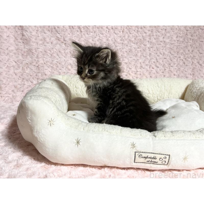 販売中の山口県のノルウェージャンフォレストキャット-133829の3枚目