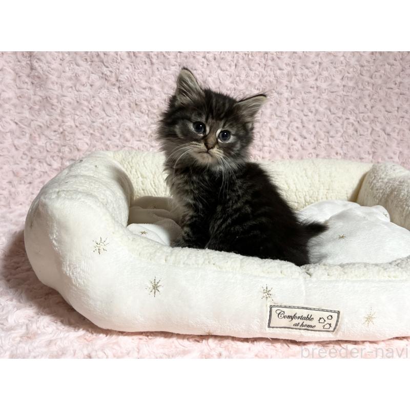 販売中の山口県のノルウェージャンフォレストキャット-133829の2枚目