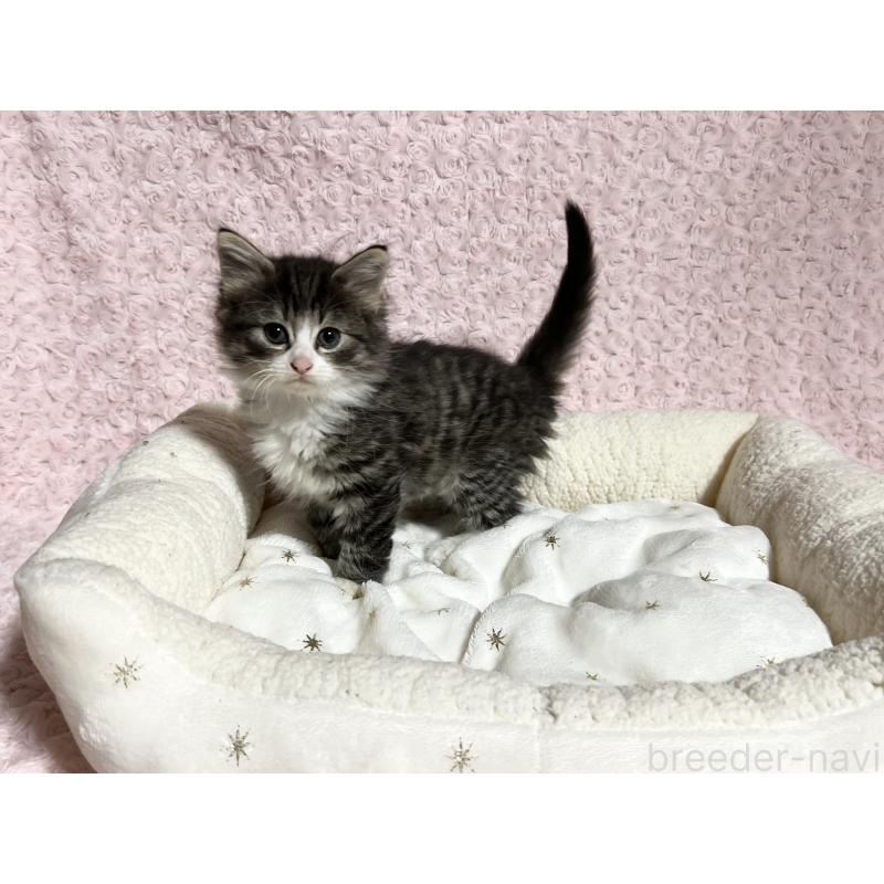 販売中の山口県のノルウェージャンフォレストキャット-133830の4枚目