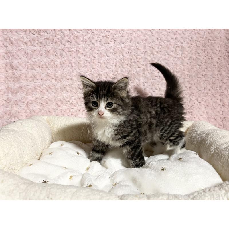 販売中の山口県のノルウェージャンフォレストキャット-133830の3枚目