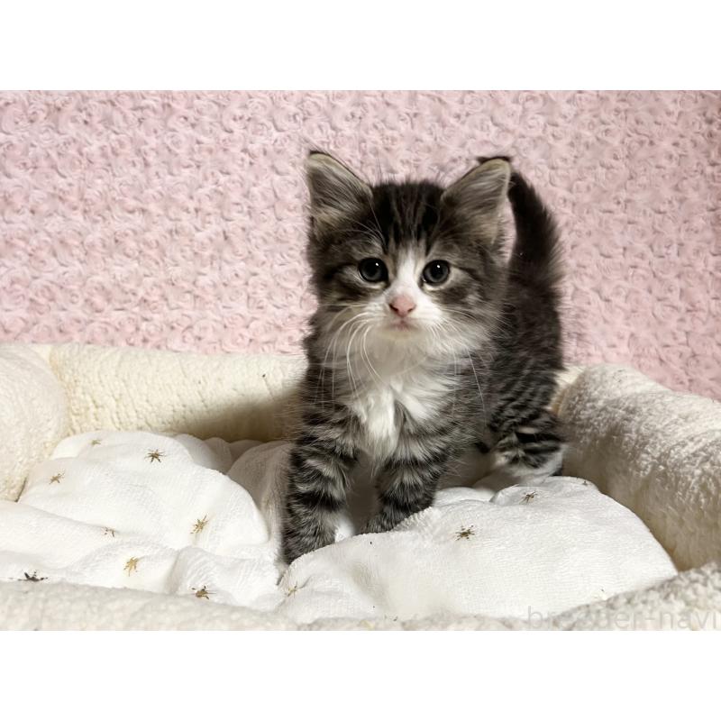 販売中の山口県のノルウェージャンフォレストキャット-133830の2枚目