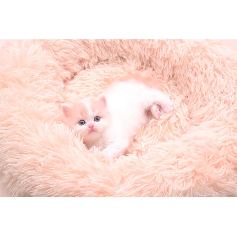 販売中の茨城県のサイベリアン-133831の6枚目