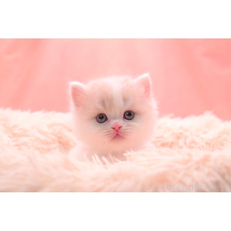 販売中の茨城県のサイベリアン-133831の5枚目