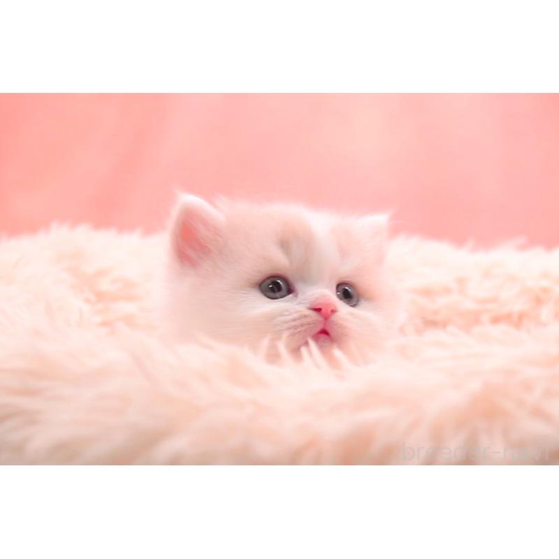 販売中の茨城県のサイベリアン-133831の4枚目