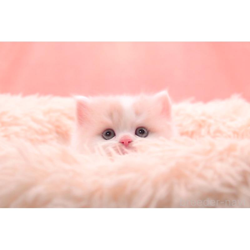 販売中の茨城県のサイベリアン-133831の3枚目