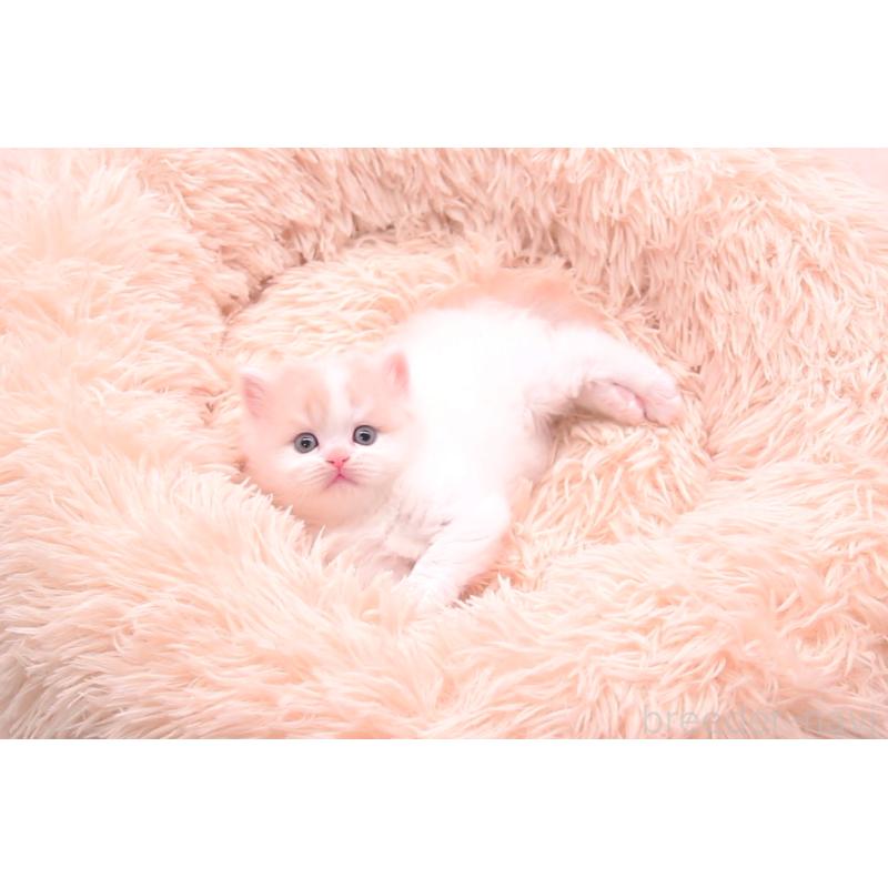 販売中の茨城県のサイベリアン-133831の2枚目