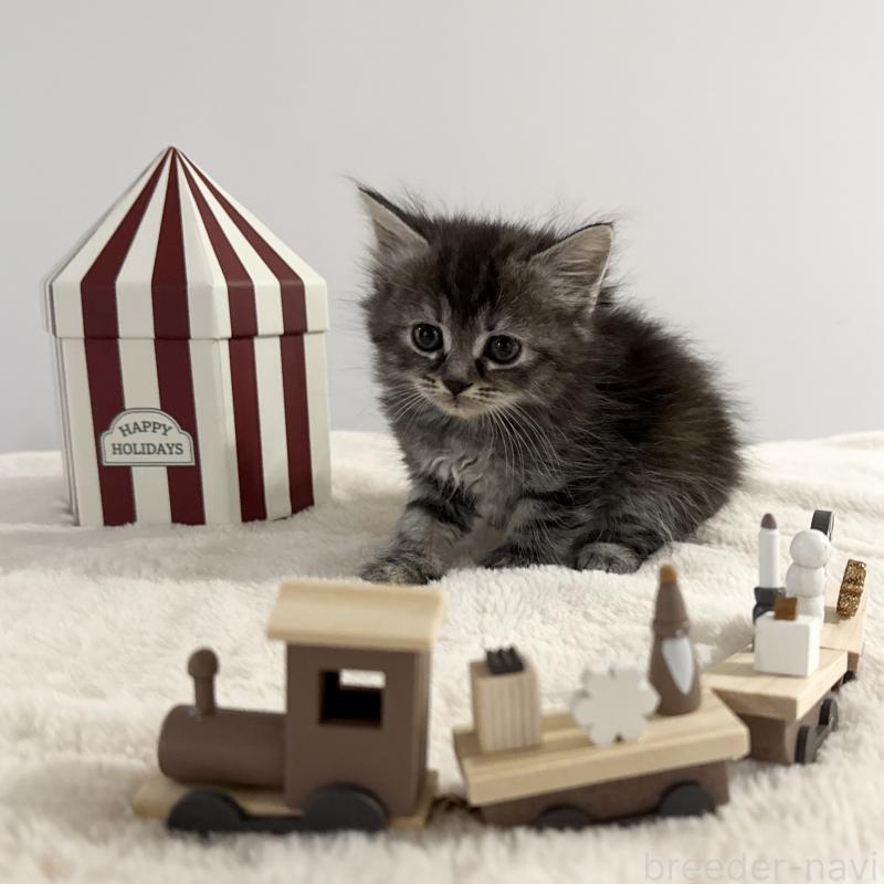 販売中の茨城県のサイベリアン-133067