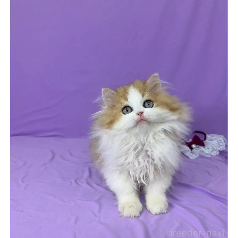 販売中の静岡県のミヌエット-126914の2枚目