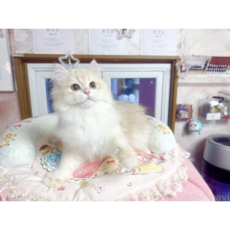 販売中の千葉県のブリティッシュショートヘア-124894の3枚目