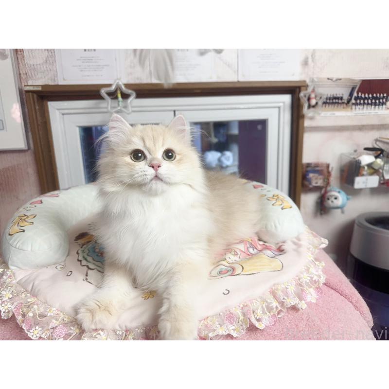 販売中の千葉県のブリティッシュショートヘア-124894の2枚目