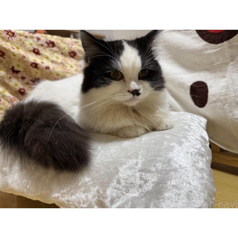 販売中の栃木県のミヌエット(短足)-124765