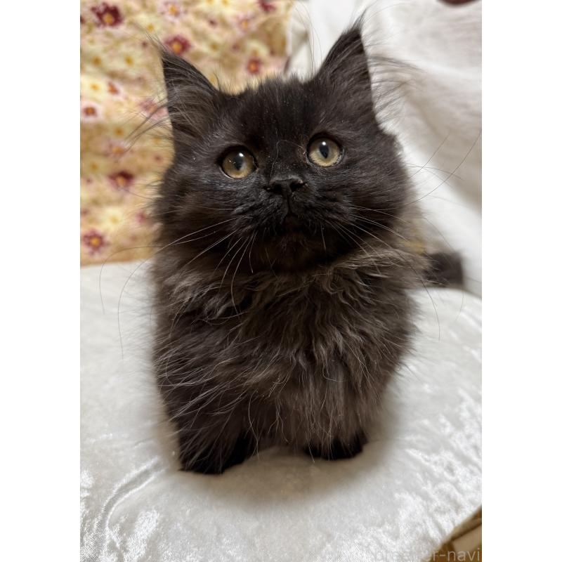 販売中の栃木県のマンチカン(短足)-131850