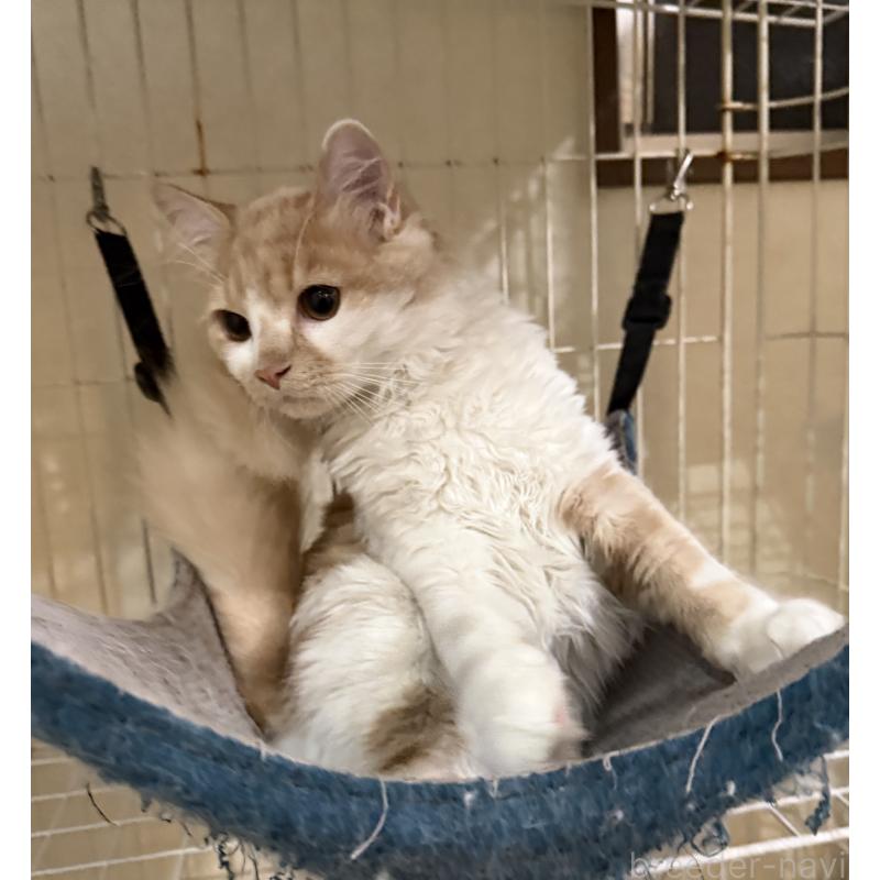 販売中の埼玉県のスコティッシュフォールド-124878の9枚目