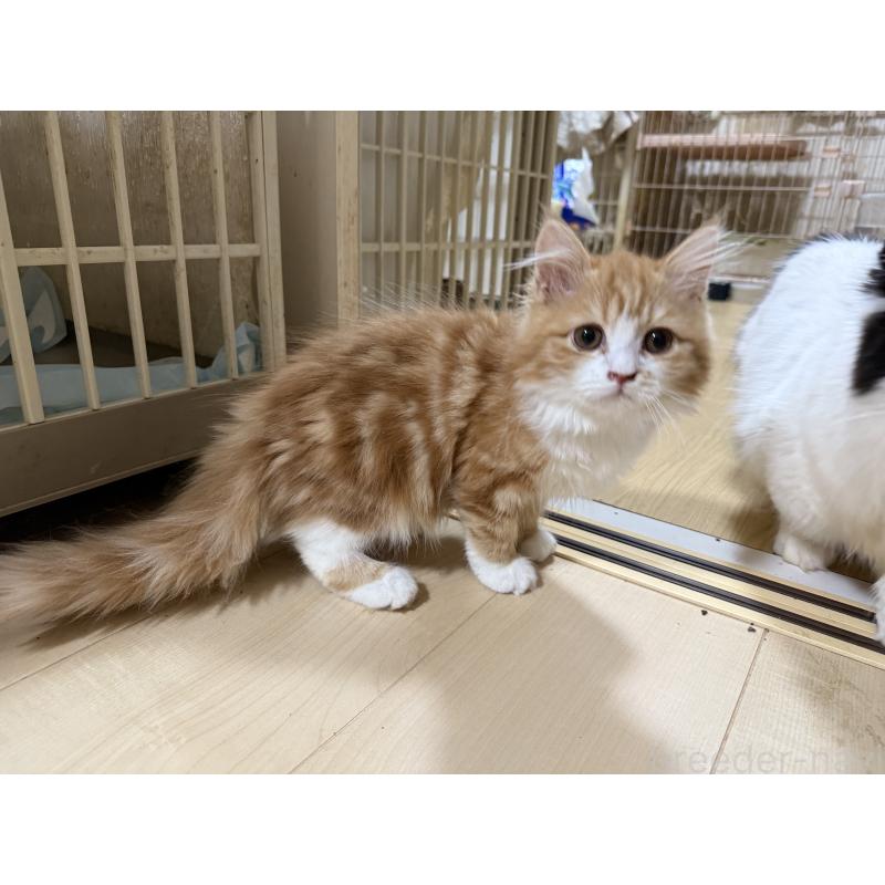 販売中の栃木県のマンチカン-131849